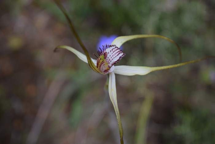 Caladenia - Orchid-spider-0013.JPG